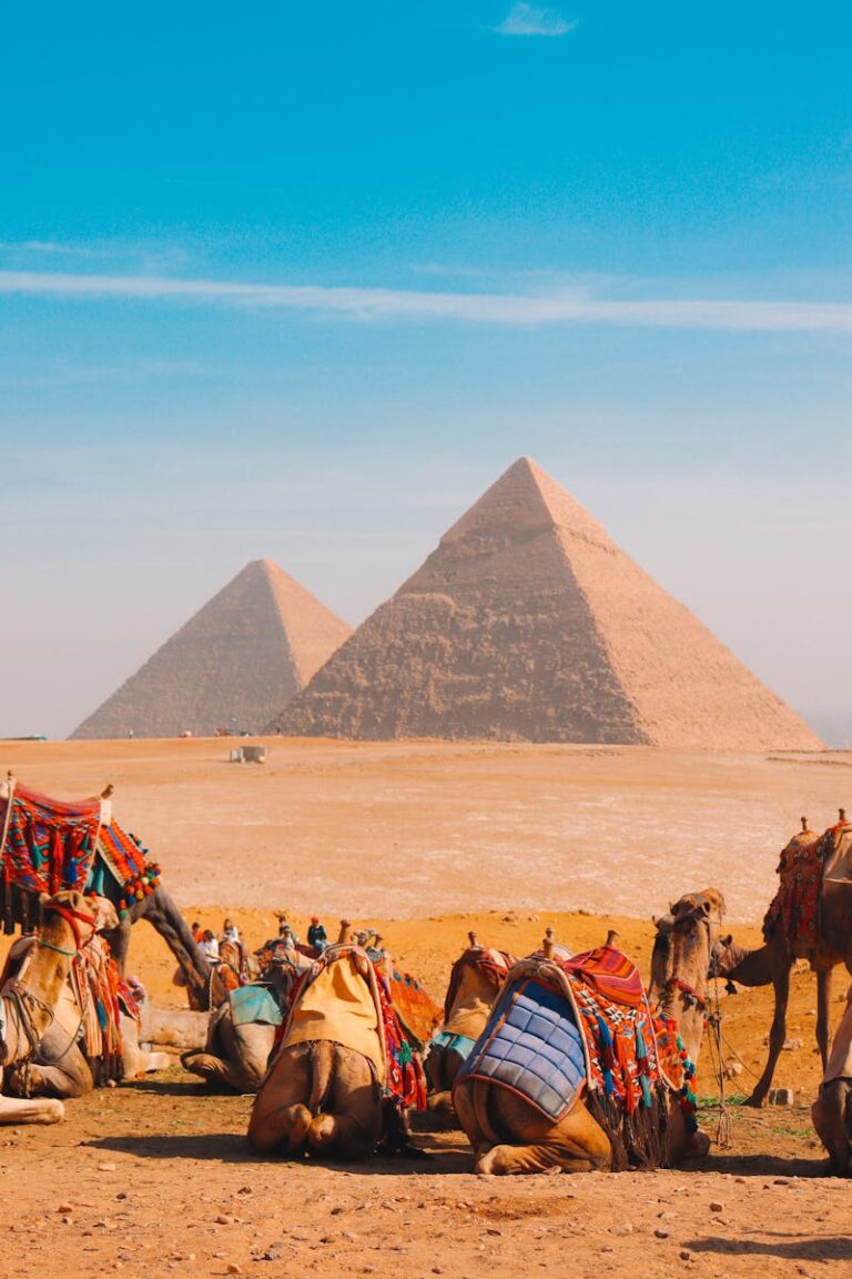 Colorful camels resting in front of the iconic Pyramids of Giza under a clear blue sky.
